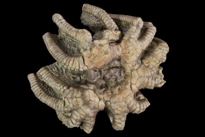 Crinoid Crown (Agaricocrinus) Fossil - Crawfordsville, Indiana #94347